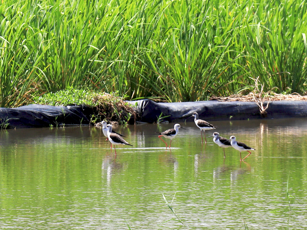 來去農家DO一日~金山清水里海生活小旅行-清水濕地聽小白鶴報恩的故事