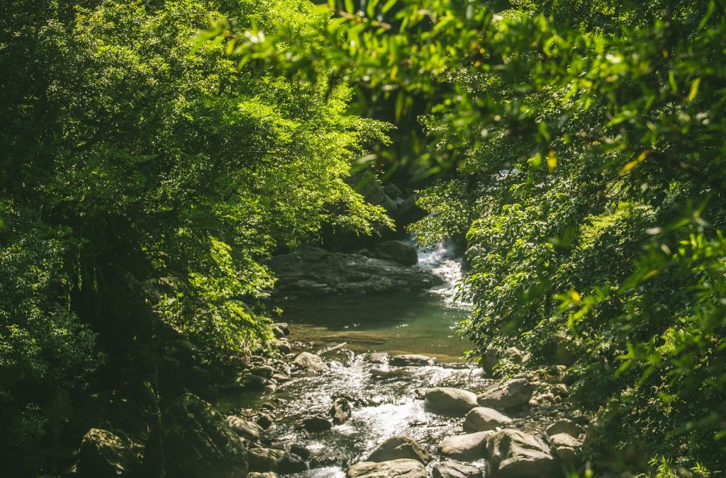 參加森林綠色旅遊，送您環保綠點!!