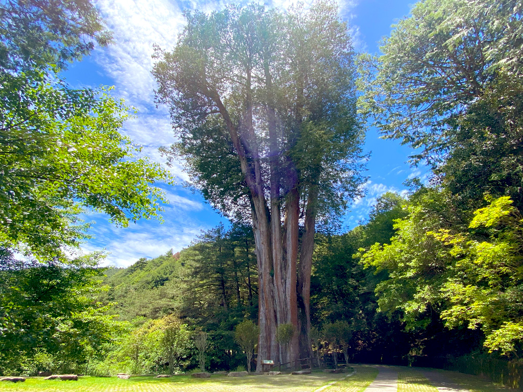 小編跟著原森旅行去-走入雲霧畫境～大雪山森態之旅三日遊