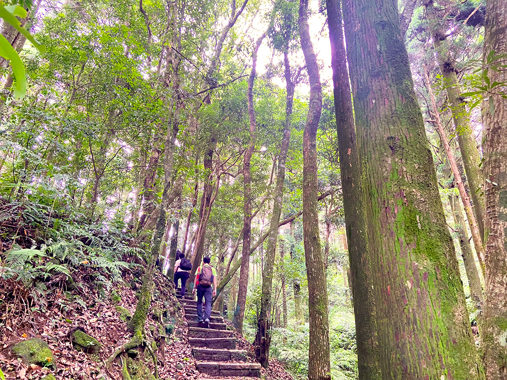 小編跟著原森旅行去- 東眼山森呼吸‧定向東遊記一日遊