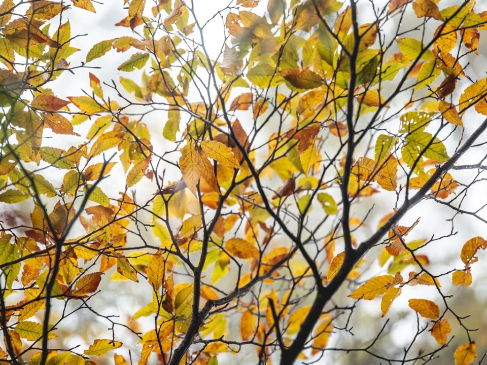 太平山山毛櫸步道森態之旅二日遊(住太平山莊)