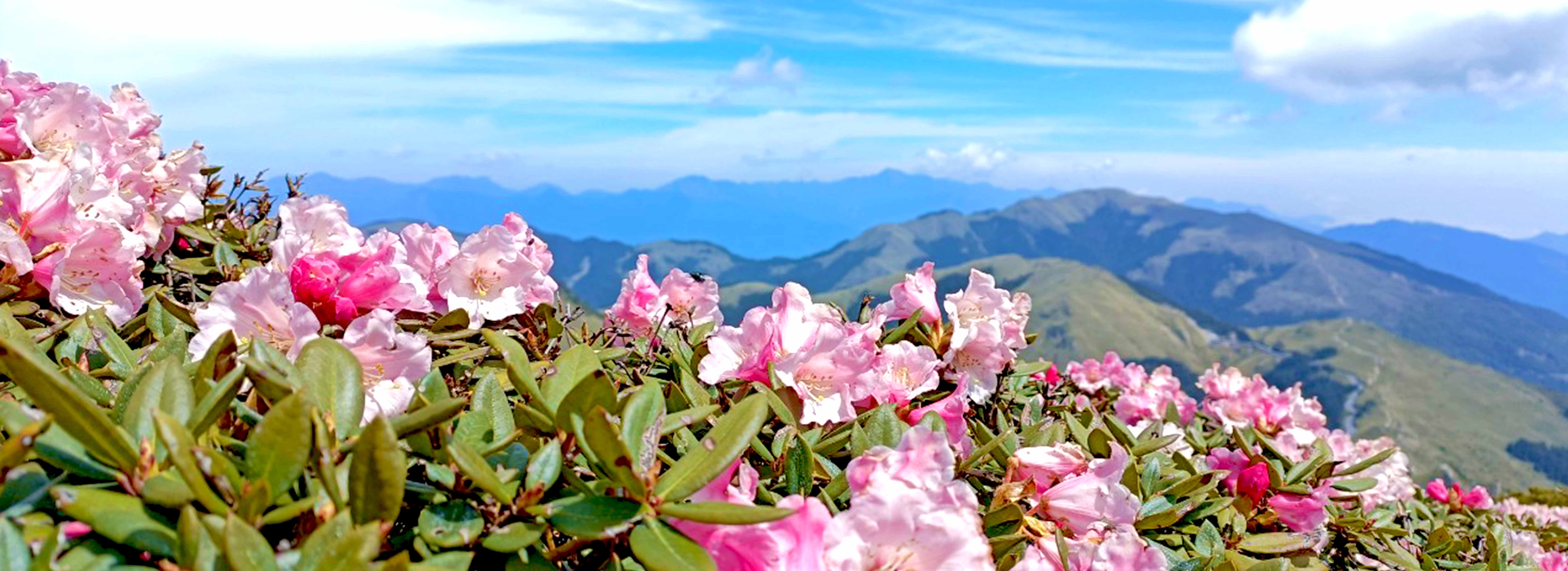 季節性合歡山高山森態