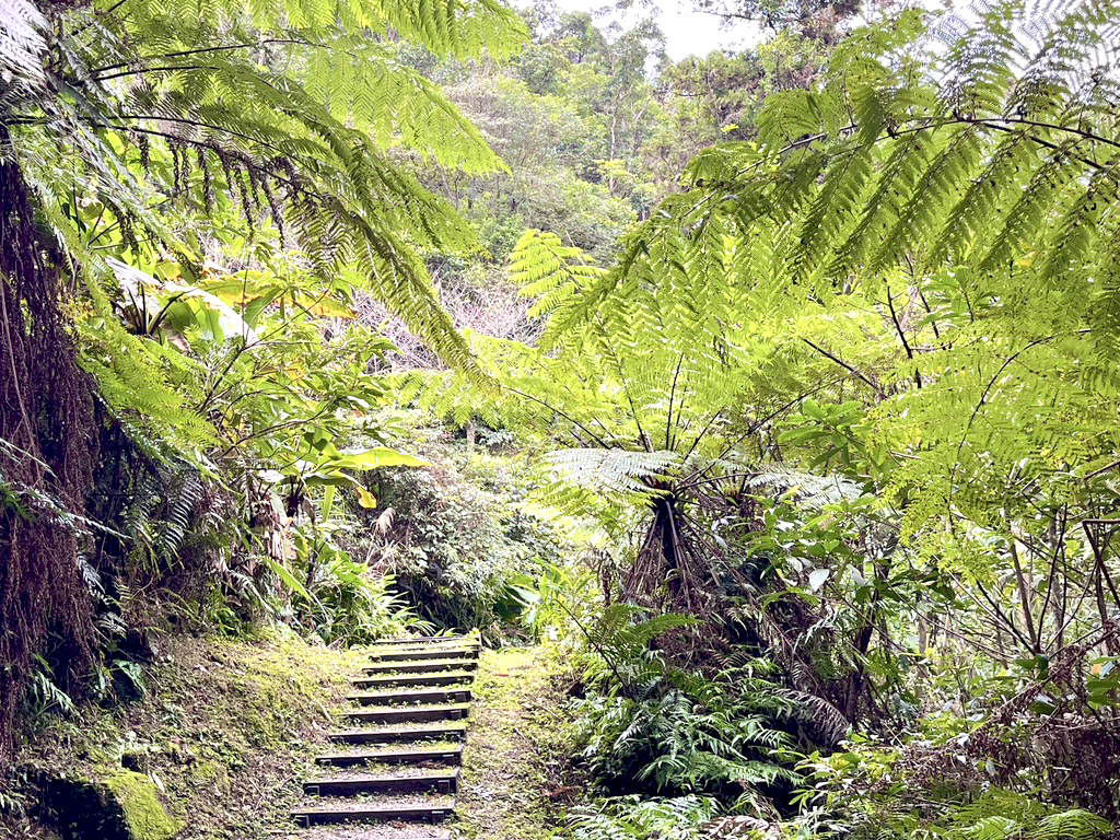 茶蕨坪林‧遇見金瓜農樂趣一日遊
