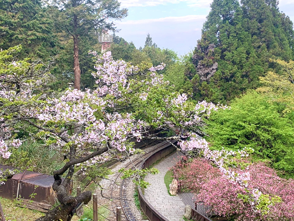 櫻花季‧漫步阿里山森之旅二日遊(高鐵嘉義站出發)