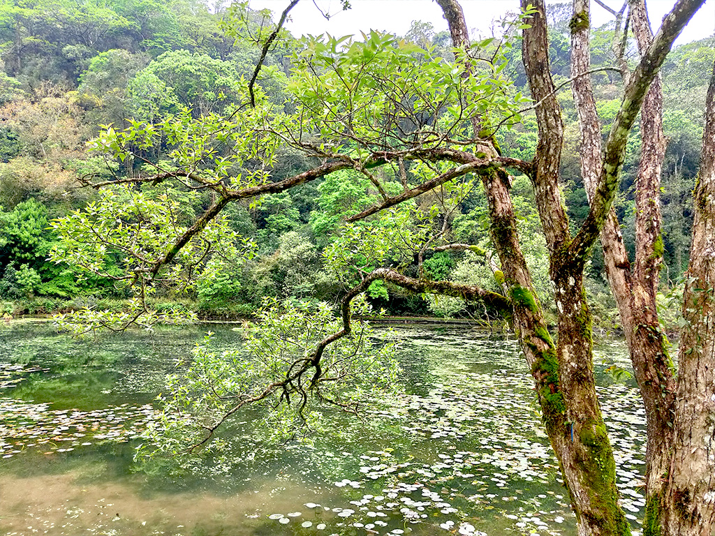 森森不息～福山植物園生態之旅一日遊(碳足跡行程)