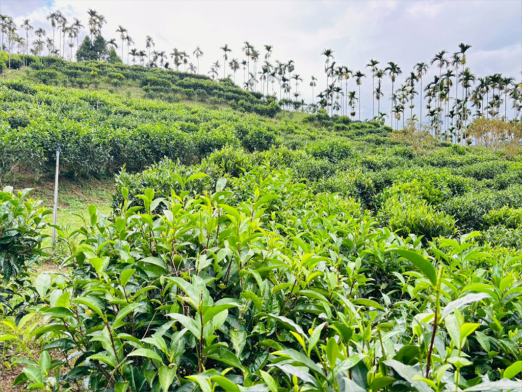 ｜永續農遊｜日月潭紅茶漫旅‧桃米生態小旅行