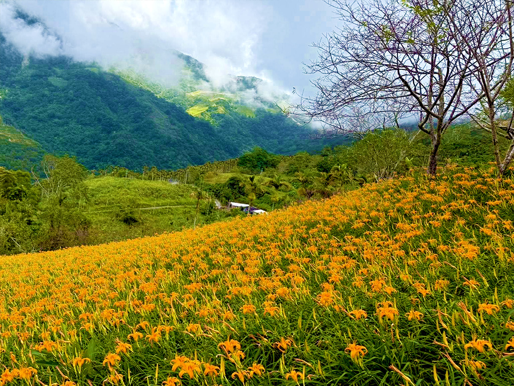 ｜永續農遊｜陽光東海岸‧金針山農遊小旅行