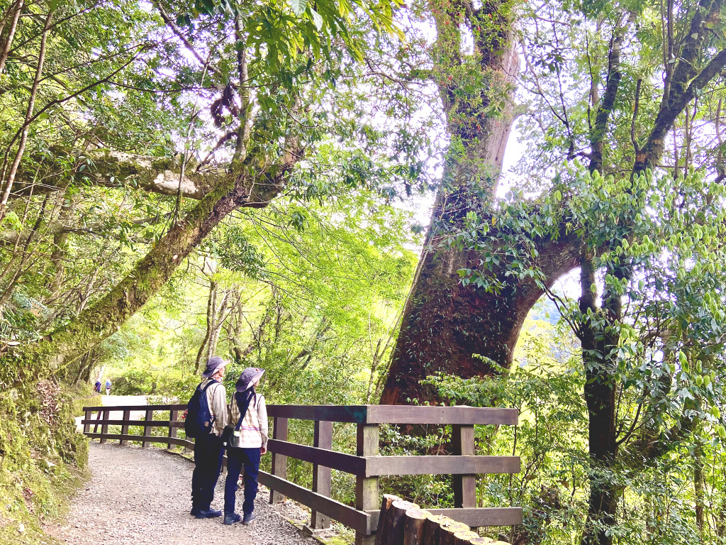 小烏來‧吾都生態園區‧拉拉山巨木原鄉二日遊