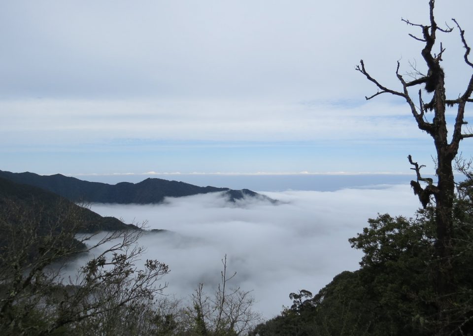 聖稜下的雲霧森林~雪霸觀霧森態之旅三日遊(高鐵新竹站出發)