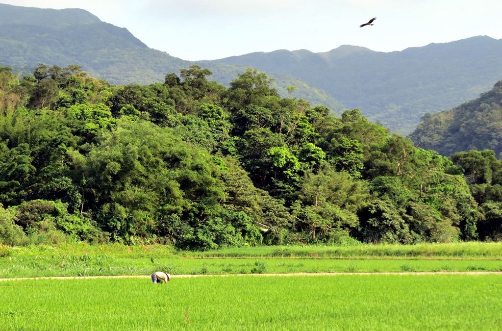 來去農家DO一日~信鳥到站.田寮洋雙溪小旅行