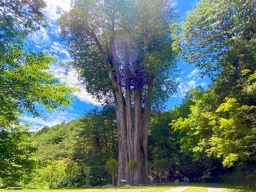 走入雲霧畫境～大雪山森態之旅三日遊